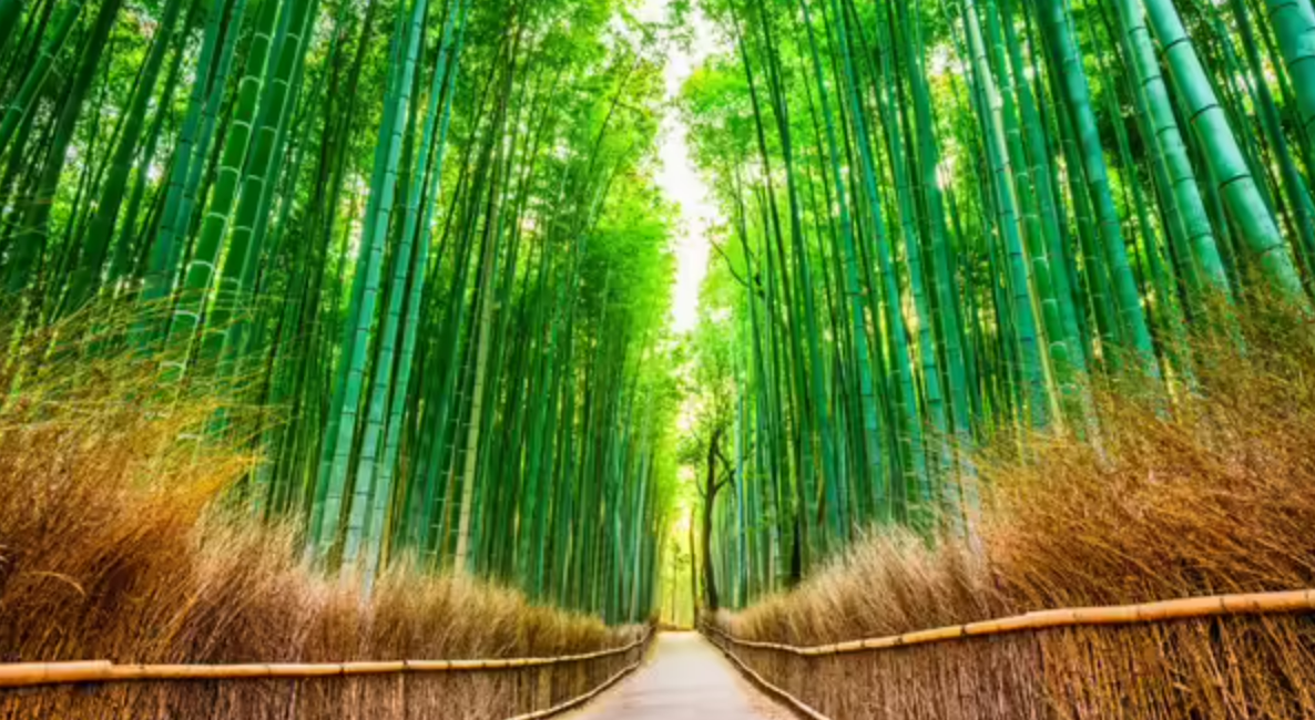 bamboo groves in Kyoto